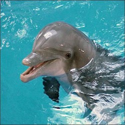 dolphins_2